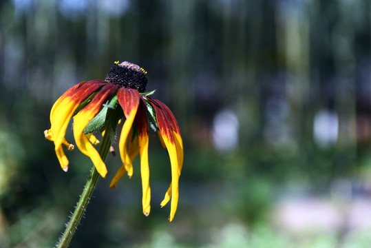 一支花 花朵 花开 黄花