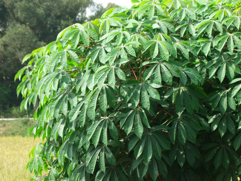 木薯树