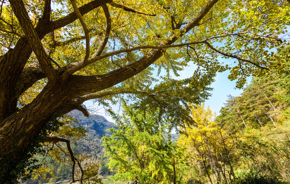 银杏树