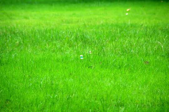 草地 草坪 泡泡