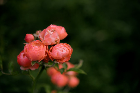 月季花