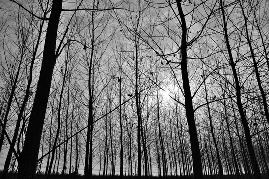 树 森林 黑白素材 树木