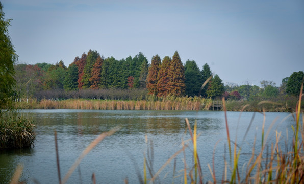 太湖湿地