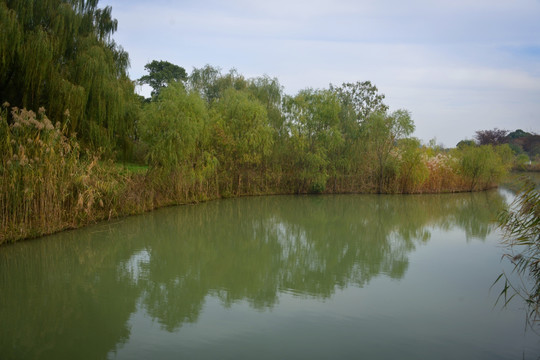 太湖湿地