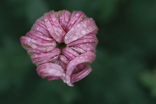 菊花特写