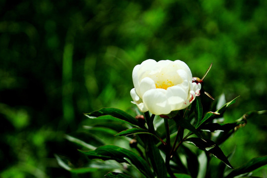 野生芍药花