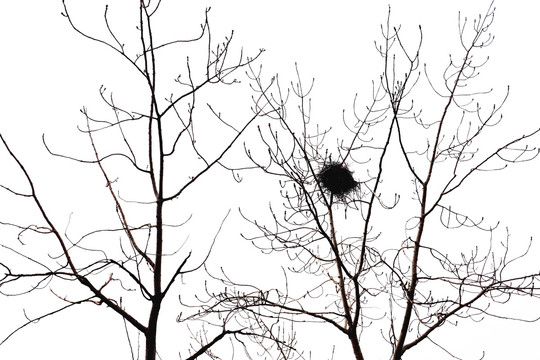 冬日树 鸟巢