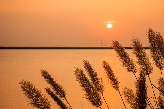 秋天 秋色 茅草 夕阳 落日