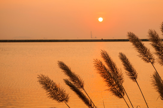 秋天 秋色 茅草 夕阳 落日