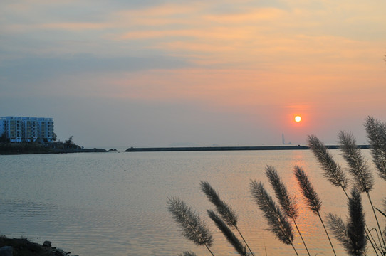 秋天 秋色 茅草 夕阳 落日