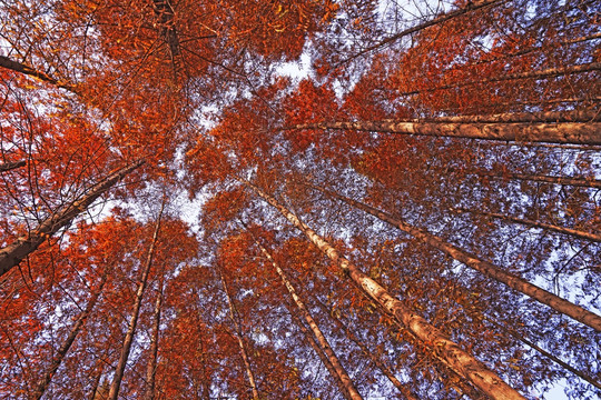 红杉树 插图  深秋