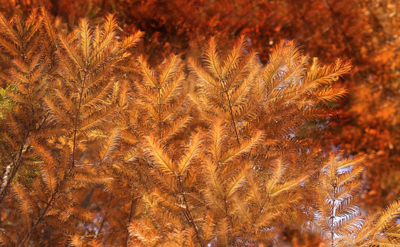 红杉树 插图  深秋