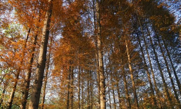 红杉树 插图  深秋