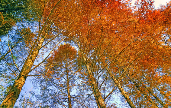 红杉树 插图 摄影