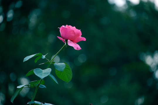 意境月季花