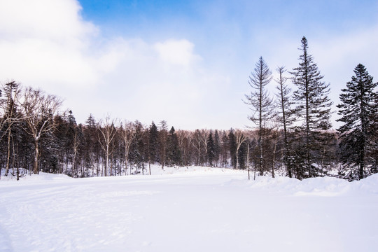 森林雪景