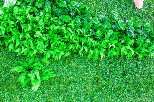 绿植墙 植物墙