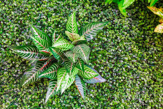 绿植墙 植物墙