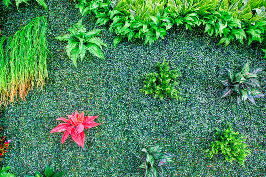 绿植墙 植物墙