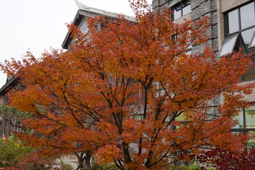 古建筑 秋色 红枫树 