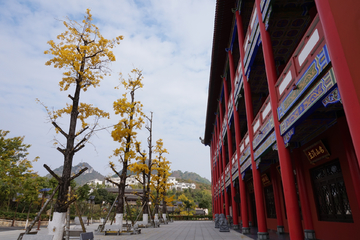 寺庙前的银杏树 大兴国奇