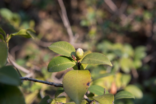 茶花花蕊 茶花 花蕊 白色 花