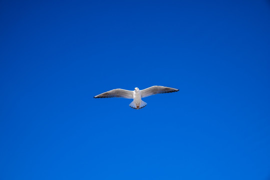 蓝天海鸥