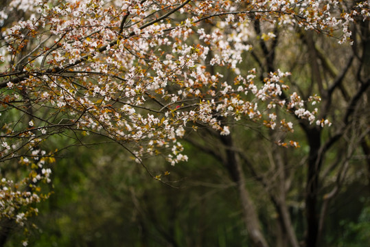 春天桃李花