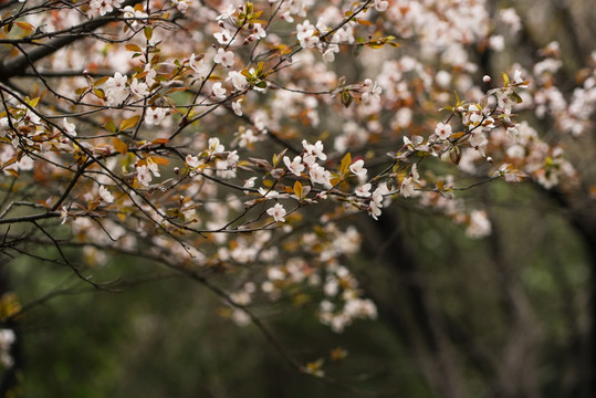 红叶李