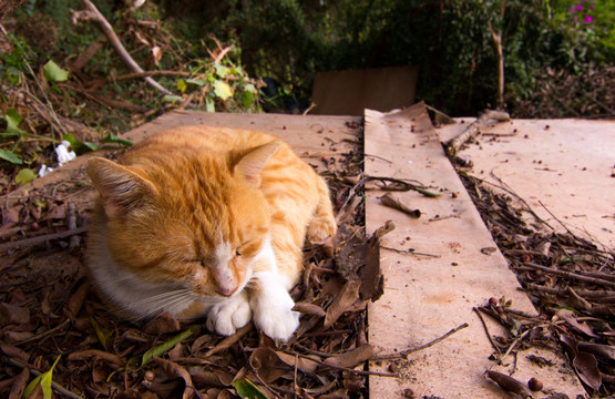 慵懒的猫咪