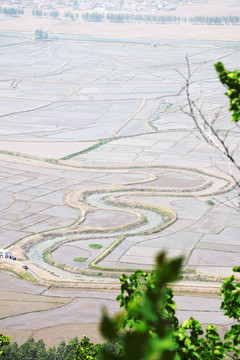 稻田