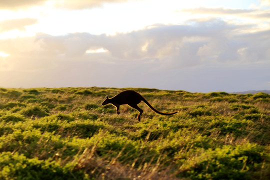 奔跑的澳大利亚袋鼠