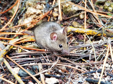 新西兰野生老鼠