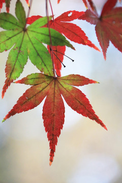 楓葉