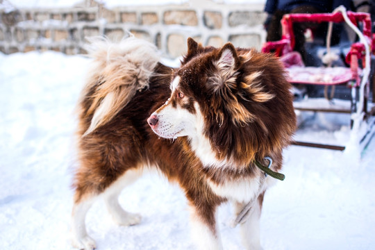 雪橇犬 狗