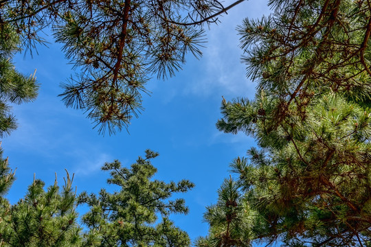 松林 天空