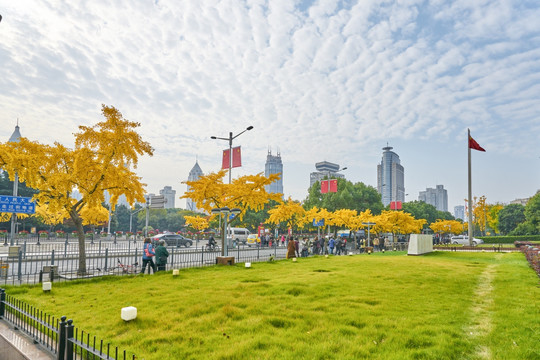 上海街景 银杏树 高清大图