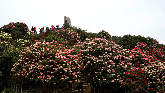 杜鹃花