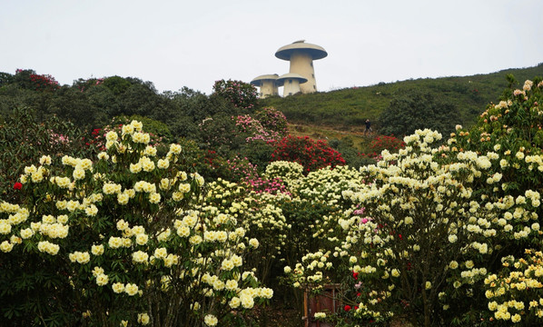 菌子山风光