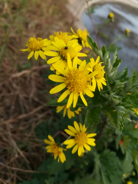 野菊花