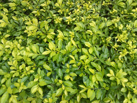 小叶子植物 黄杨小叶子