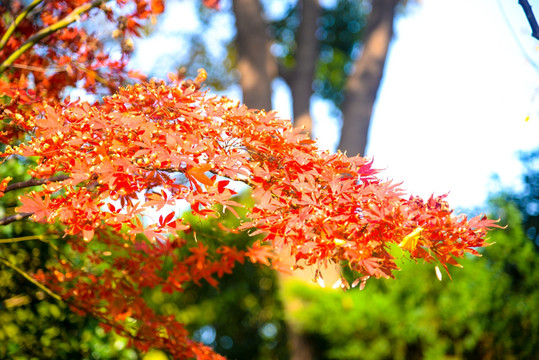 紅楓葉