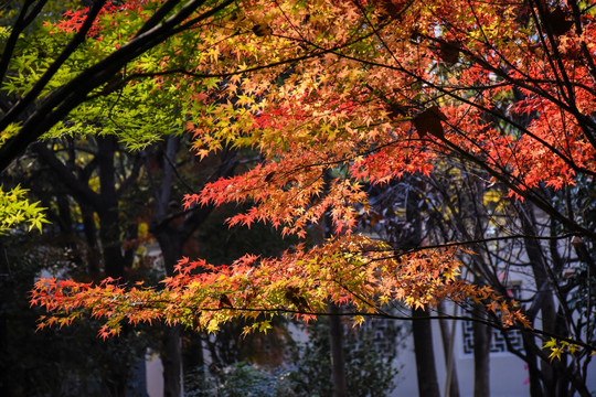 紅楓