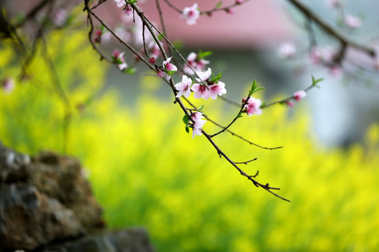 春天桃花