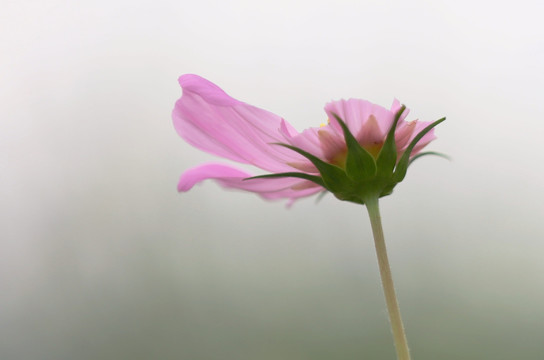 清新小花