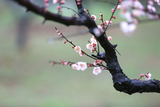 梅花