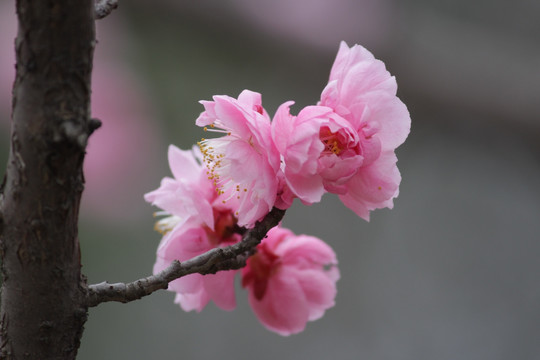 梅花报春