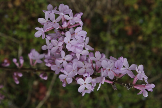 小小野花