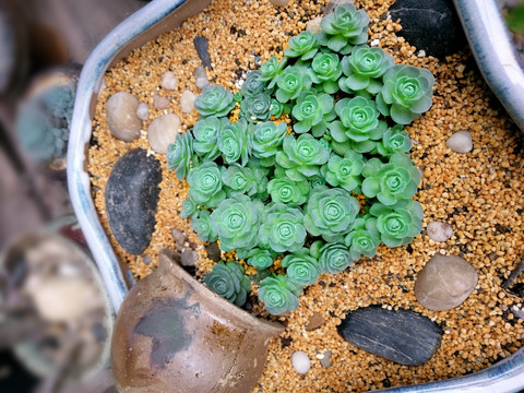 绿色多肉植物背景海报