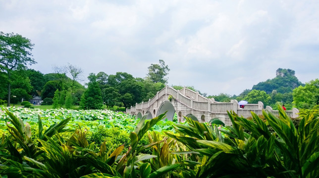 桥荷塘自然风景